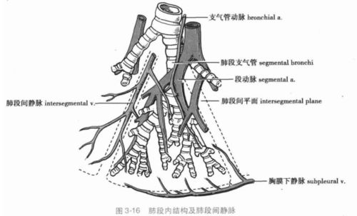 解惑支气管动脉