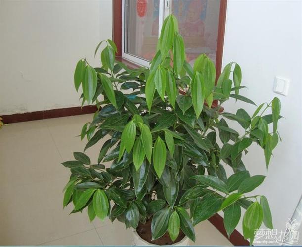 平安树小苗叶子和山茶花叶子一样对么?