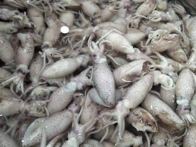 带籽的海兔子,难以抗拒的美食诱惑