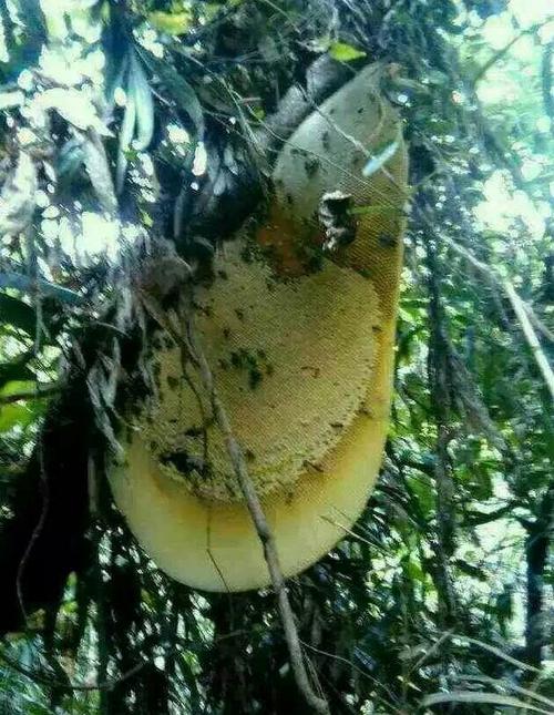 海南吊罗山里树上挂着的纯野生大排蜂蜂巢,里面可都是甜蜜蜜的蜂蜜噢.