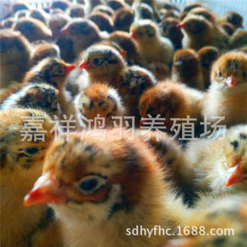 养殖技术芦花鸡苗金华孵化养殖一体化小鸡苗出售
