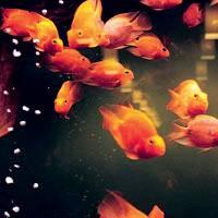 漂亮五彩的鱼群微信头像图片 各种好看的鱼儿