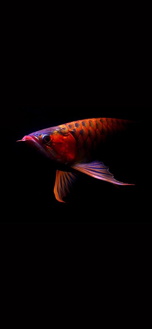 壁纸- 龙鱼玩家 - 龙鱼之巅