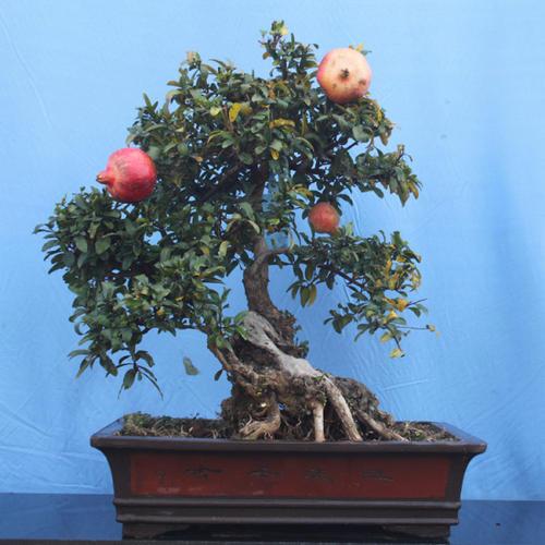 石榴树图片黑板报 黑板报图片大全