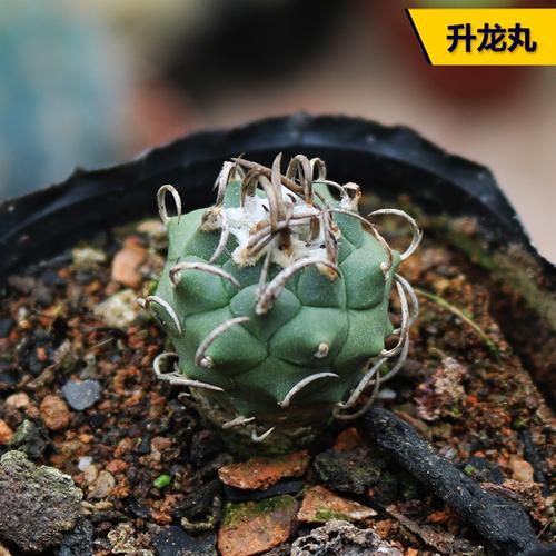 娇丽精巧殿实生仙人球多肉植物绿植盆栽寻仙园花卉
