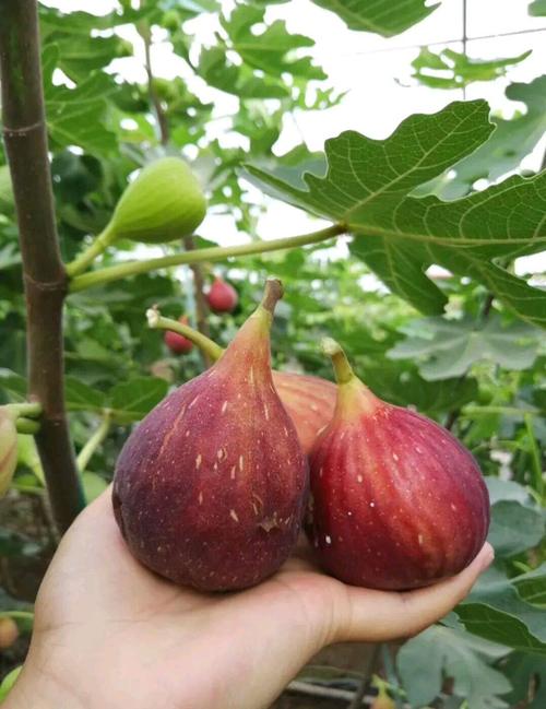波姬红无花果苗 新品种.紫红黄 波姬红 五花果树苗.