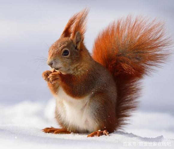 魔王松鼠与雪地松鼠哪个好饲养?大概是多少钱呢?哪里