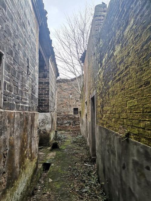 墙上长满青苔的老房子,青砖青瓦