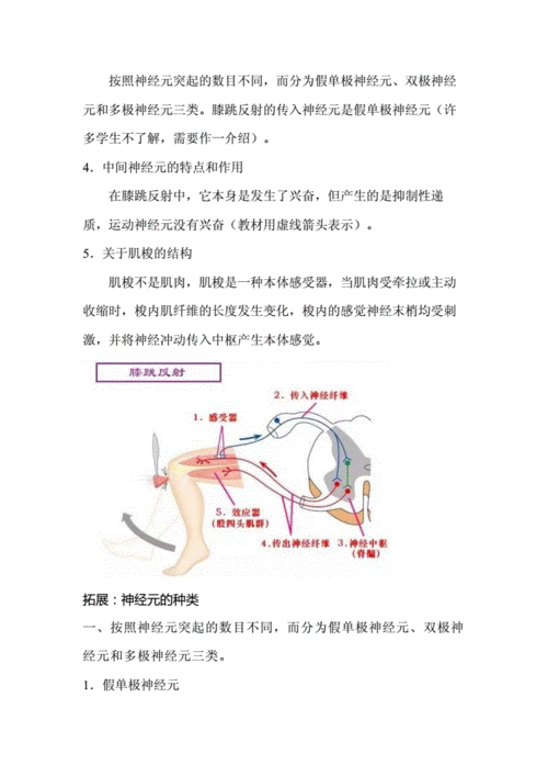膝跳反射的原理和解题思路.docx 7页