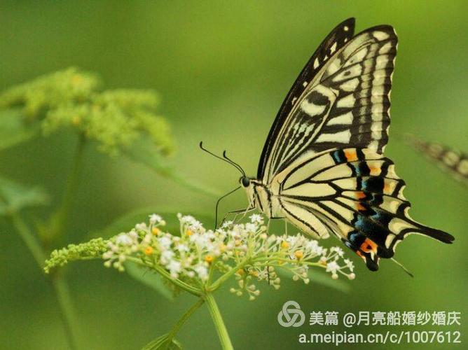 而那个蝶变的过程是否充满了艰辛呢?请听我的歌唱: 我是一