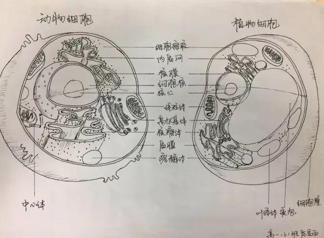 太惊艳!高中生手绘动植物细胞,看完觉得不会画画就没法学生物