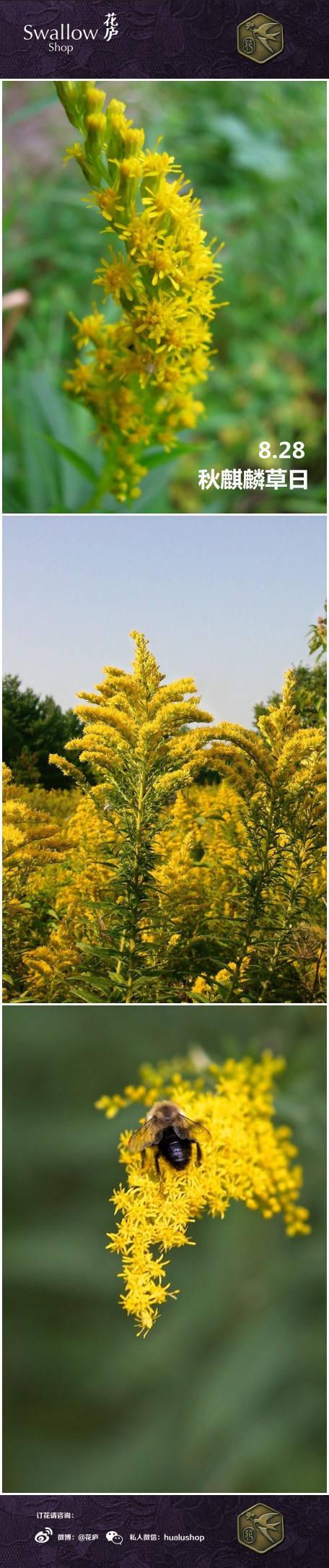 [花语·8月28日·秋麒麟草日]波澜之爱.