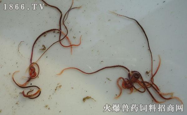 水蚯蚓的营养价值