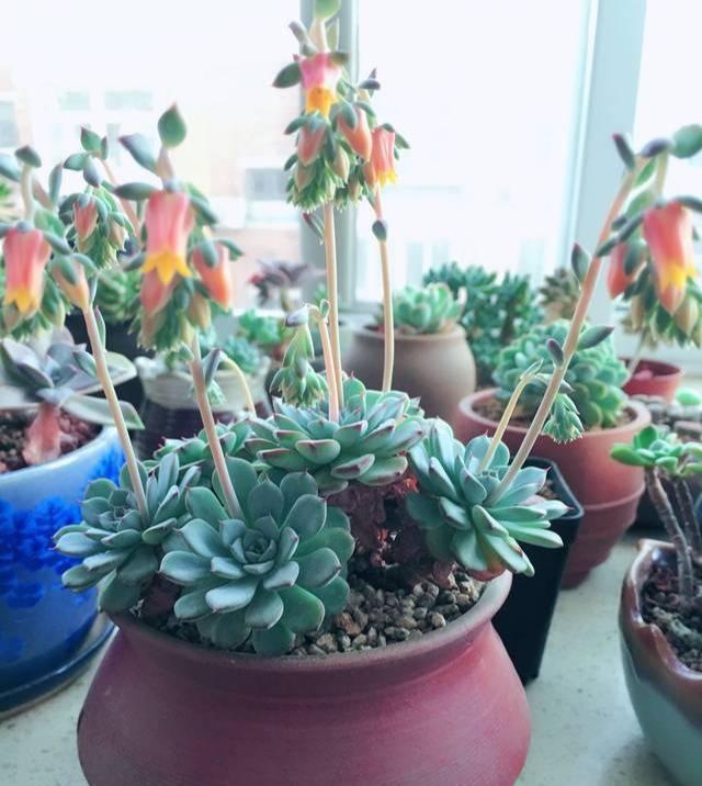 多肉开花?可是大坏事,好看也不要,抓紧掐掉它!