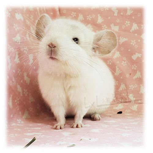 已售展示粉白龙猫杂粉白色龙猫宝宝进口大型龙猫活体