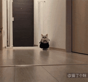 300_278gif 动态图 动图