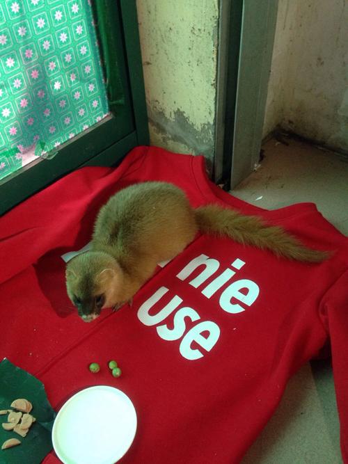 大家帮我鉴定一下这是松鼠还是黄鼠狼