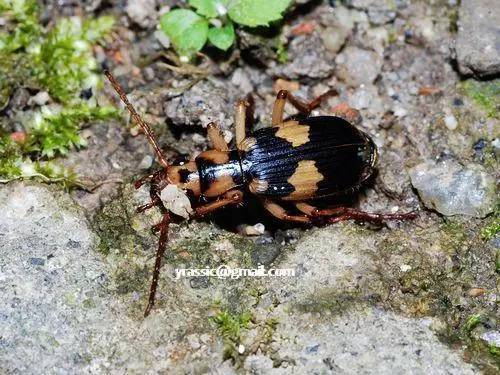 盘点那些适合小朋友玩耍的【虫子】!