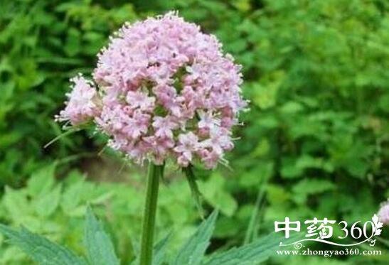 缬草的功效与作用