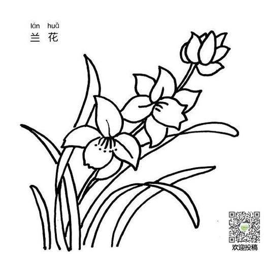 简笔画兰花