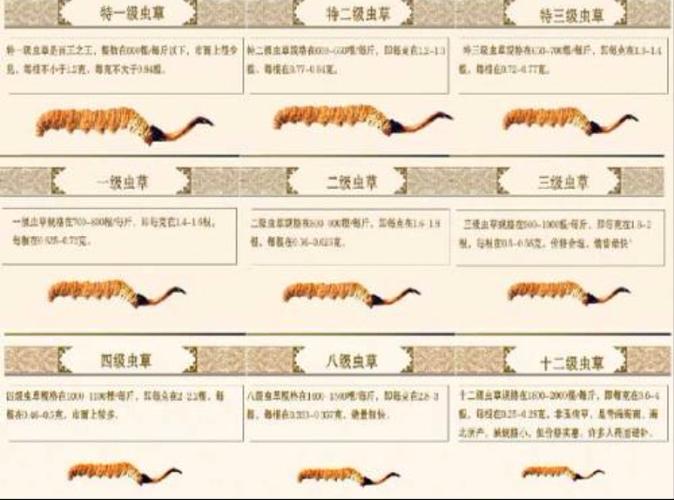 冬虫夏草规格