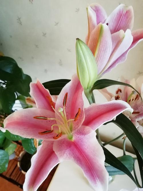 仿佛一夜之间 家里的百合 又开了几朵 细长的绿叶 小心地护着 翩然