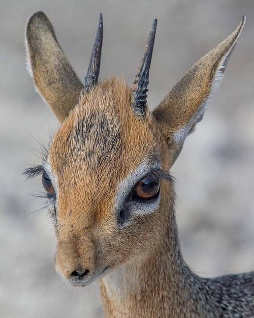好像叫羚羊好漂亮啊这大眼睛