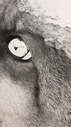 琥珀狐狸针管笔画