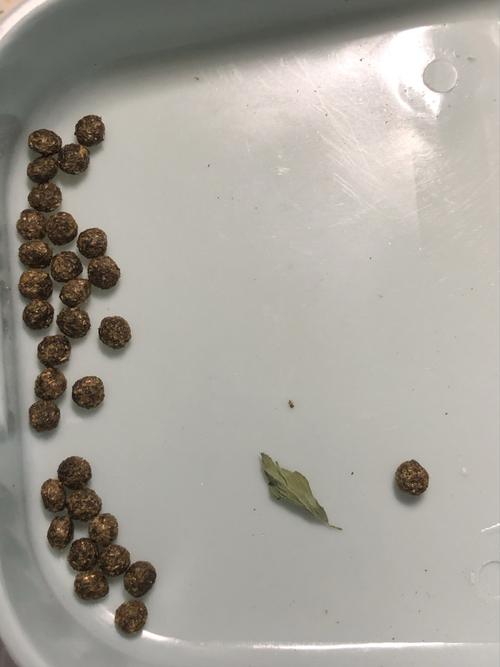 请问一下兔兔这样的便便正常吗(图在第二张_云rua兔_宠物_宠物其他