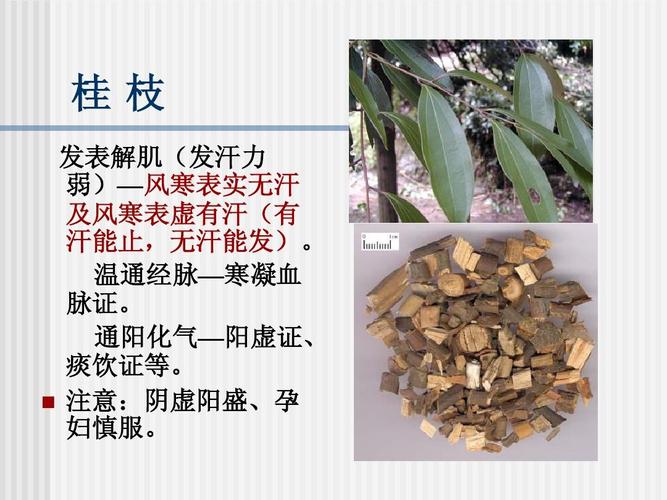 萆解的功效与作用_解菜的功效与作用图片_川萆解功效与作用