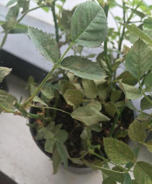 刚种下的月季叶子发黄是怎么回事?