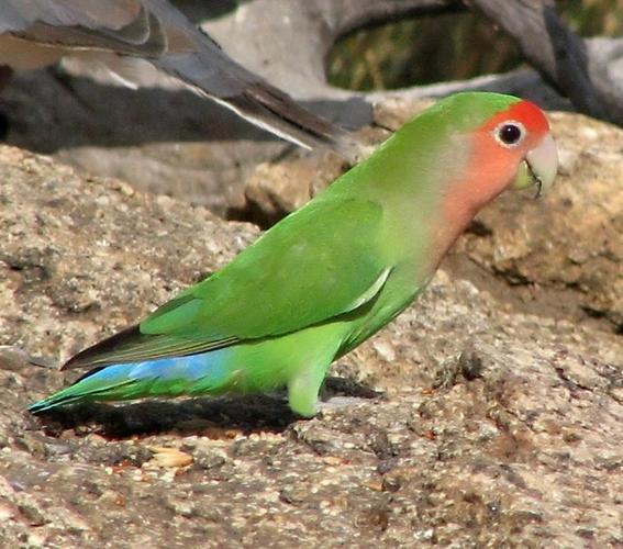 牡丹鹦鹉分类大纲