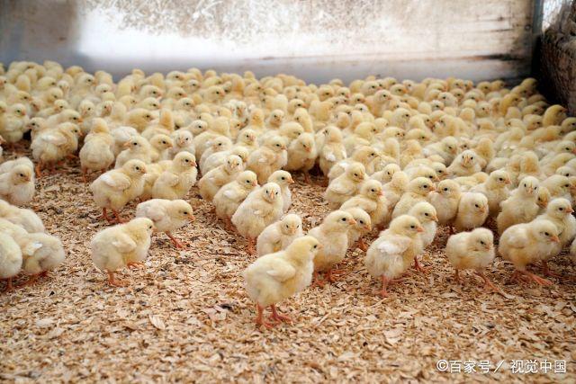 美国农场主夫妻辛勤劳作,萌萌哒嫩黄小鸡等待"开饭"!