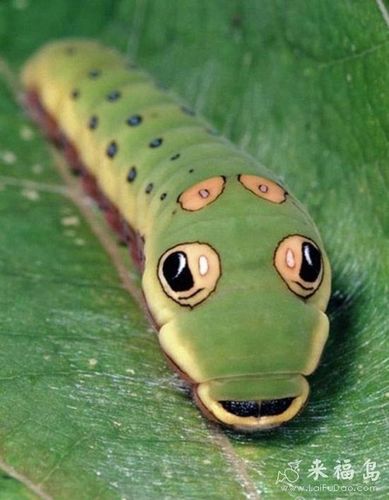 [没见过这么萌的毛毛虫 [动物图片]]↓微信扫一扫,看笑话更方便.