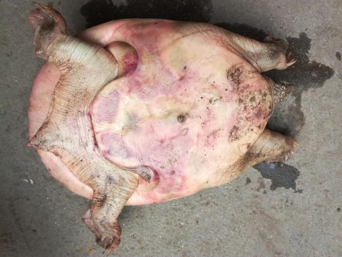 这甲鱼得了啥病 怎么治?在河边捉的 它眼睛发红好像看