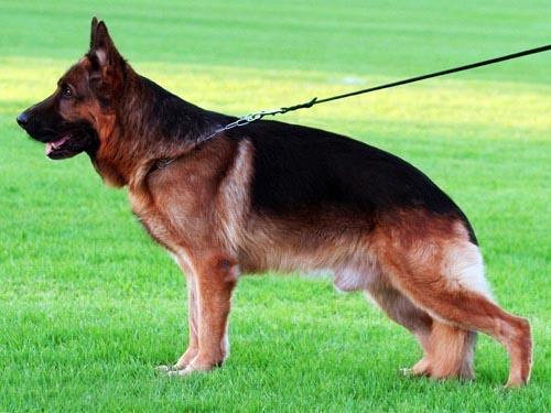 德国牧羊犬护理的心得