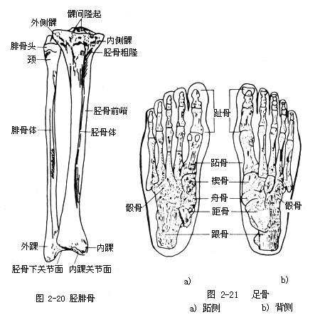 人体各部位名称及体表标志