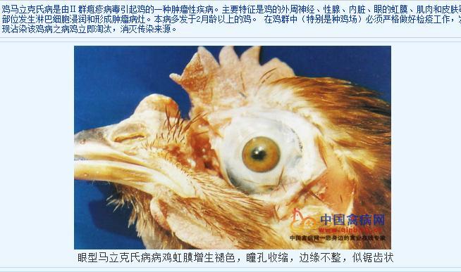 鸡的马立克氏病