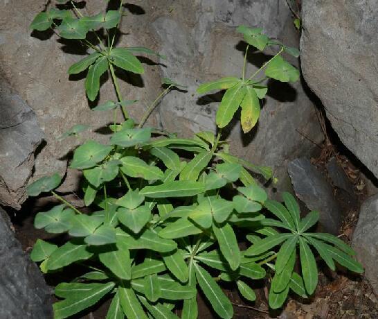 是大戟科大戟属植物.多年生草本,除生殖器官外无毛.