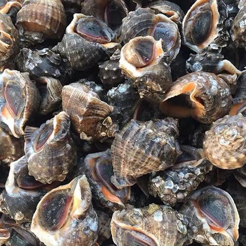 辣螺海螺北海本地辣螺