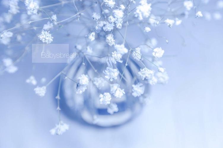 深夜故事1满天星花语告白