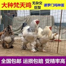 巨型婆罗门鸡活苗受精种蛋纯种梵天鸡种蛋大型观赏宠物鸡受精蛋纯