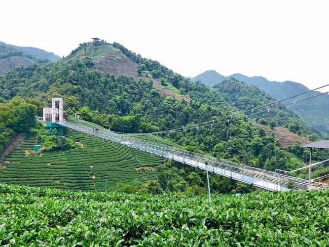 南山茶海景区-"地标:昭平大脑山7215,县城可以.