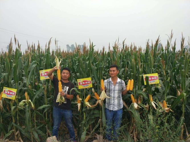 泓丰818,泓丰818,泓丰818,重要的事情说三遍.