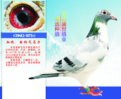 盛世王者,电脑戈马力家族975-平远盛世鸽业-中信网爱鸽商城