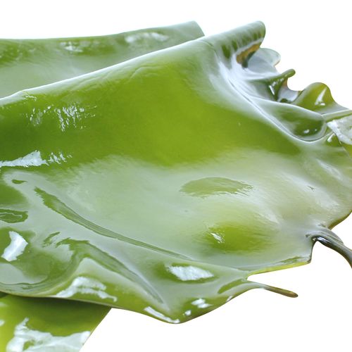 海带新鲜5斤带头盐渍片厚特级大连野生结带海带