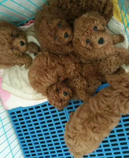 迷你泰迪500只加微信可视频看狗