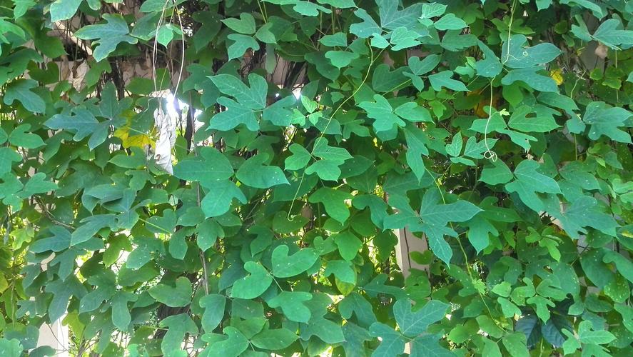 还有下面这张图片中那个带刺的藤本植物谢谢各位老师.