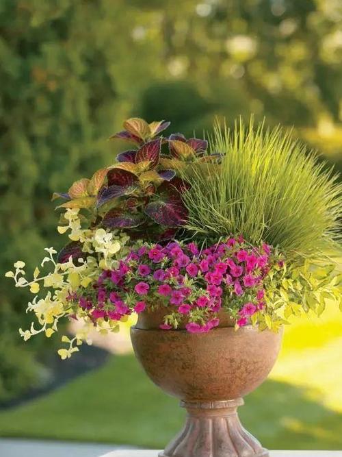 将不同种花卉组合栽种在一起,没想到还有这么多讲究