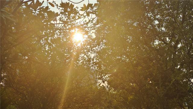 美丽吉安清晨的阳光穿过枝叶温暖宁静